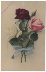 Rosen tricolor