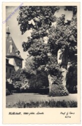 Millstatt, 100jähr. Linde