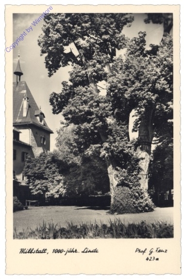 Millstatt, 100jähr. Linde