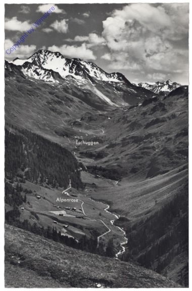 Davos, gegen Alpenrose