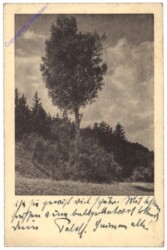 Wald