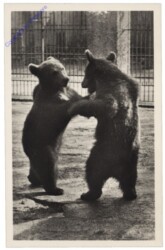 Wien 13, Schönbrunn, Braunbären Max u Moritz