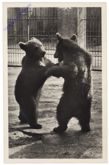 Wien 13, Schönbrunn, Braunbären Max u Moritz