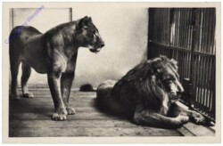 ak168587 Wien 13, Schönbrunn, Löwe