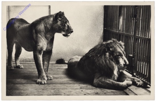 ak168587 Wien 13, Schönbrunn, Löwe