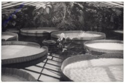 ak168588 Wien 13, Schönbrunn, Palmenhaus