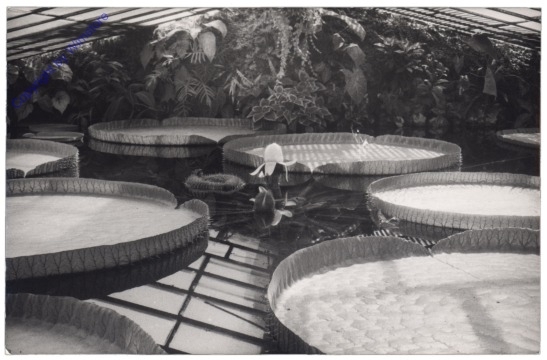 ak168588 Wien 13, Schönbrunn, Palmenhaus