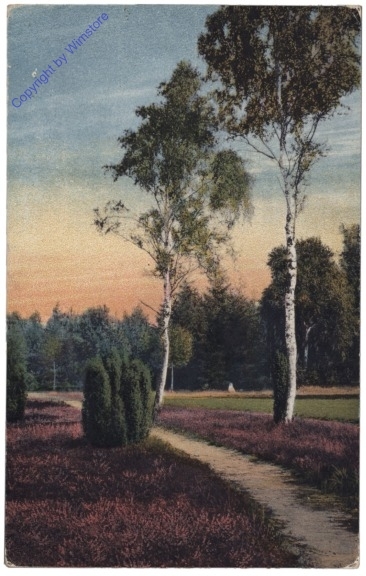 Birken, blühende Heide