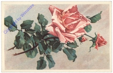 Rose rosa