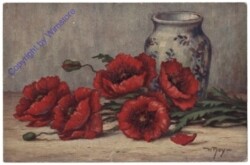 Roter Mohn
