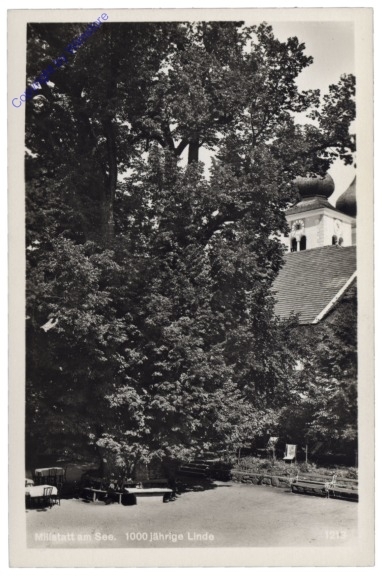 Millstatt, 1000jährige Linde