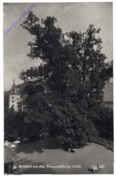 Millstatt, Tausendjährige Linde