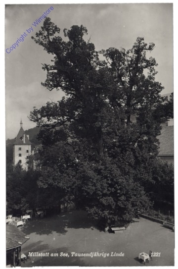 ak169841 Millstatt, Tausendjährige Linde