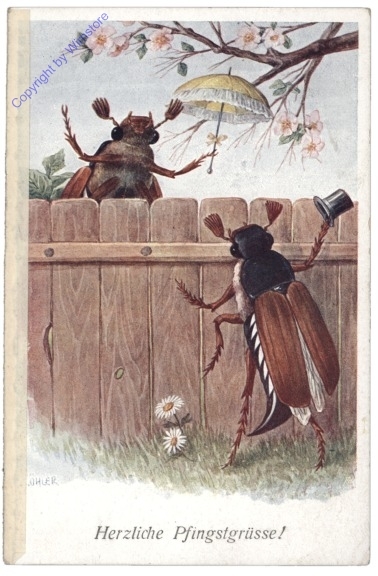 ak169985 Maikäfer beim Zaun