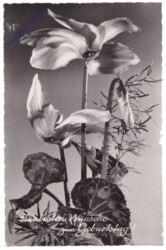 ak169994 Blumen, Geburtstag