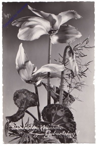 ak169994 Blumen, Geburtstag