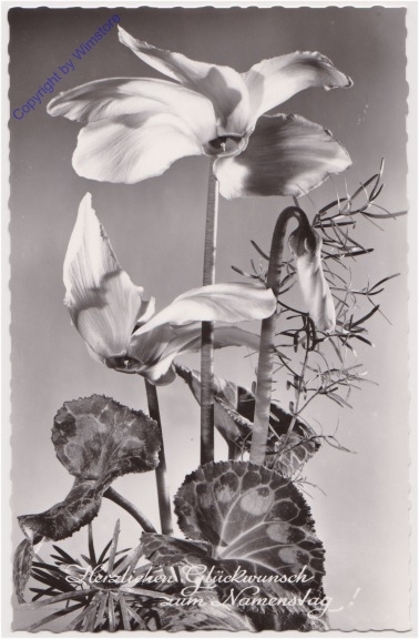 Blumen, Namenstag