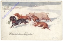 Hunde mit Schwein