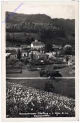 ak170976 Göstling, Narzissenfeld