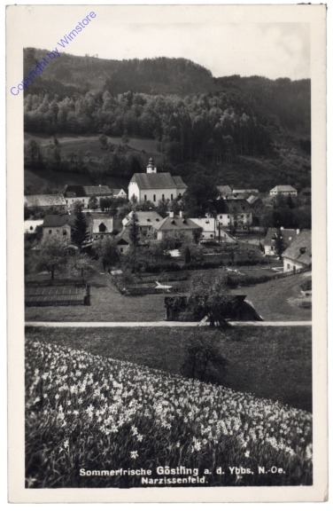 ak170976 Göstling, Narzissenfeld
