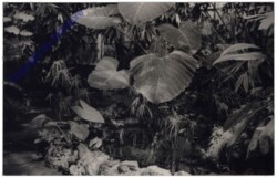 ak172714 Wien 13, Schönbrunn, Palmenhaus