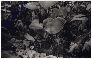 ak172714 Wien 13, Schönbrunn, Palmenhaus