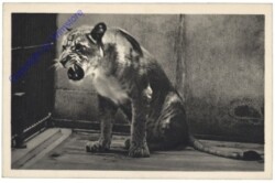 Wien 13, Schönbrunn, Menagerie, Löwin