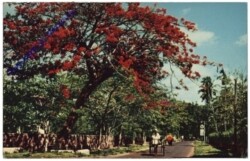 Ceylon, Flowering Flambouyant
