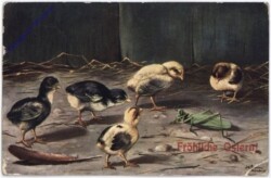 Kücken, mit Heuschrecke