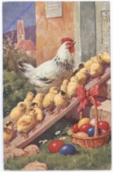 Kücken, Familie