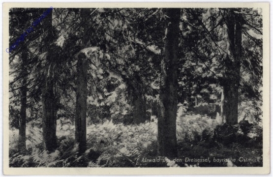 ak174141 Dreisessel, Urwald um den Dreisessel