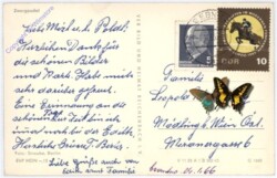 Zwergpudel