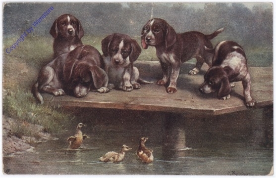Welpen auf Brücke
