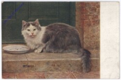 ak175500 Katze trinkt Milch