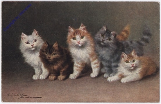 ak175502 Katzen in einer Reihe