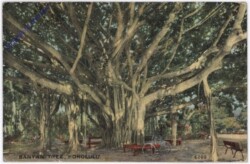 Hawaii: Honolulu, Banyan Tree