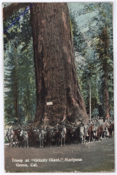Kalifornien: Mariposa Grove, Troop at "Grizzly Giant