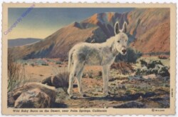 Kalifornien: Palm Springs, Wild Baby Burro on the Desert