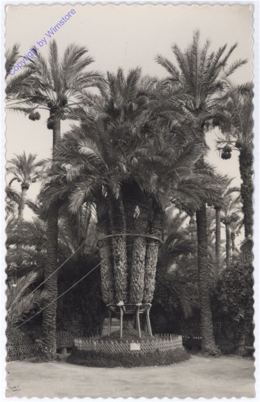 Elche, Huerto del Cura