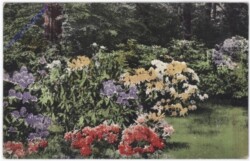 ak176419 Blumenbeet
