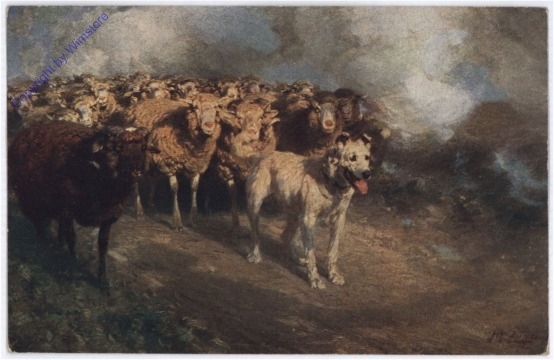 Hütehund mit Herde