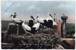 Rust, Die Störche der Freistadt Rust