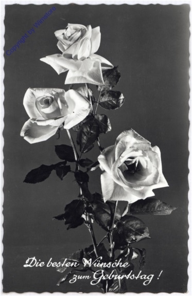ak177482 Rosen, Geburtstag
