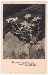 Edelweiss, Geburtstag