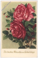 ak177486 Rose, Geburtstag