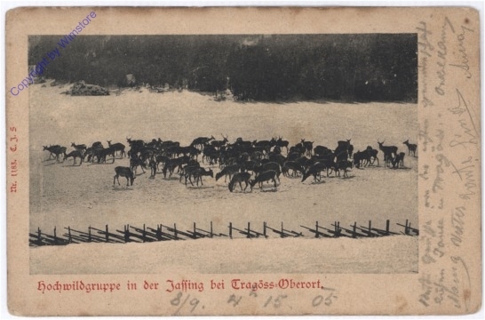 Tragöss, Hochwildgruppe in der Jassing