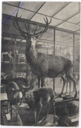 Wien 1, Naturhistorisches Staatsmuseum