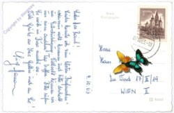 Steinegg am Kamp, Ruinenwirt