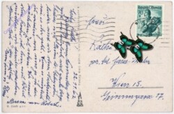 Rosen Strauß