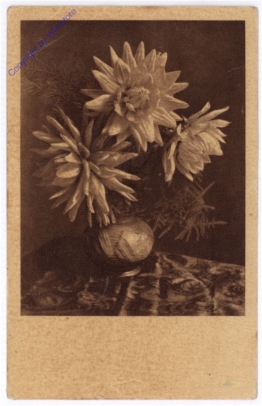 Dahlien